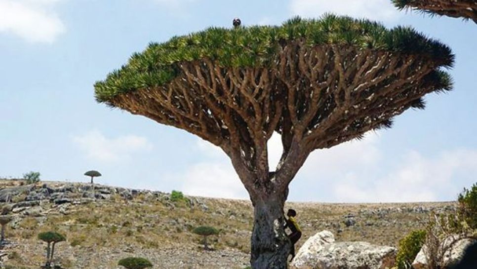 Sa Biodiversite Unique Dans Le Monde Exposee Aux Ravages Des Tempetes Au Yemen L Archipel De Socotra En Danger Magazine Liberte